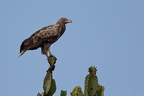 Palmiste africain [fr] - Palm-nut Vulture [en] - Gypohierax angolensis