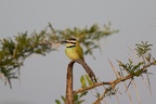 Guêpier à gorge blanche [fr] - White-throated Bee-eater [en] - Merops albicollis