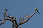 Guêpier à queue d'aronde [fr] - Swallow-tailed Bee-eater [en] - Merops hirundineus