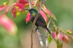Souimanga bronzé [fr] - Bronzy Sunbird [en] - Nectarinia kilimensis