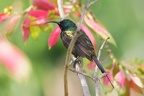 Souimanga bronzé [fr] - Bronzy Sunbird [en] - Nectarinia kilimensis