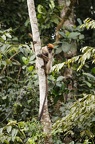 Colobe rouge d'Ouganda [fr] - Ugandan red colobus [en] - Piliocolobus tephrosceles