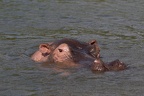 Hippopotame [fr] - Hippopotamus [en] - Hippopotamus amphibius