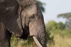 Éléphant de savane [fr] - African bush elephant [en] - Loxodonta africana