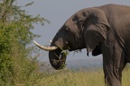 Éléphant de savane [fr] - African bush elephant [en] - Loxodonta africana