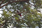 Perroquet jaco [fr] - Grey Parrot [en] - Psittacus erithacus