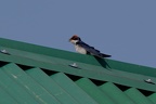 Hirondelle à longs brins [fr] - Wire-tailed Swallow [en] - Hirundo smithii