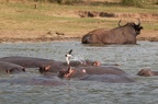 Buffle du Cap [fr] - Cape buffalo [en] - Syncerus caffer caffer