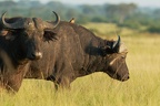 Buffle du Cap [fr] - Cape buffalo [en] - Syncerus caffer caffer