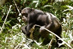 Chimpanzé [fr] - Chimpanzee [en] - Pan troglodytes