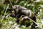 Chimpanzé [fr] - Chimpanzee [en] - Pan troglodytes