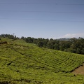 Plantation de thé [fr] - Tea plantation [en)
