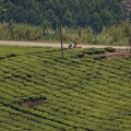 Plantation de thé [fr] - Tea plantation [en)