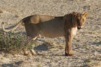 Lion [fr] - Lion [en] - Panthera leo