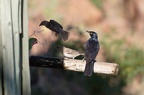 Rufipenne nabouroup [fr] - Pale-winged Starling [en] - Onychognathus nabouroup