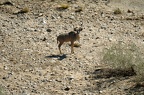Grand koudou [fr] - Greater kudu [en] - Tragelaphus strepsiceros