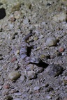 Gecko tacheté de l'ouest [fr] - Western Spotted Thick-toed Gecko [en] - Pachydactylus serval