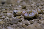 Colope de Koch [fr] - Namib ghost gecko [en] - Colopus kochii