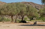 Oryx gazelle [Fr], Gemsbok [en], Oryx gazella