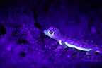 Gecko des sables de namibie [fr] - Namib sand gecko [en] Pachydactylus rangei