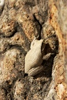 Chiromantis [fr] - Grey foam-nest tree frog [en] - Chiromantis xerampelina
