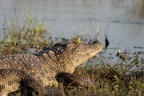 Crocodile du Nil [fr] - Nile crocodile [en] - Crocodylus niloticus