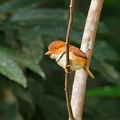 Tamatia à collier - Bucco capensis.jpg