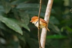 Bucconidae