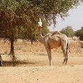 Niger2009 (94).jpg