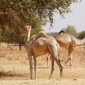Niger2009 (95).jpg