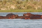 Hippopotame [fr] - Hippopotamus [en] - Hippopotamus amphibius